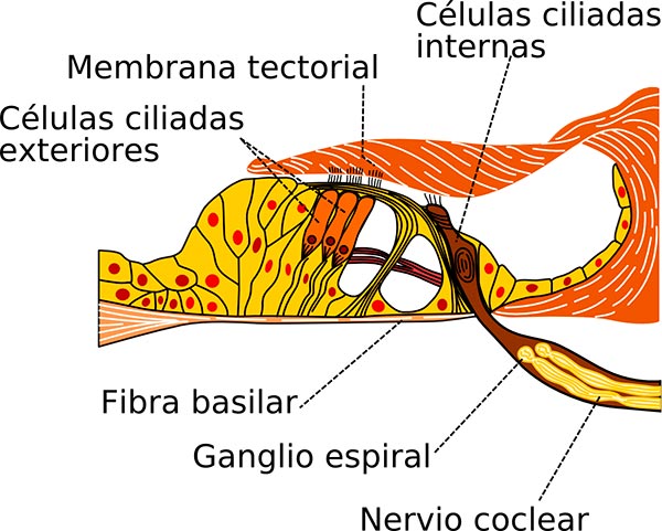 Imagen del oido interno