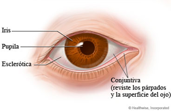 Explicación de los componentes del ojo.