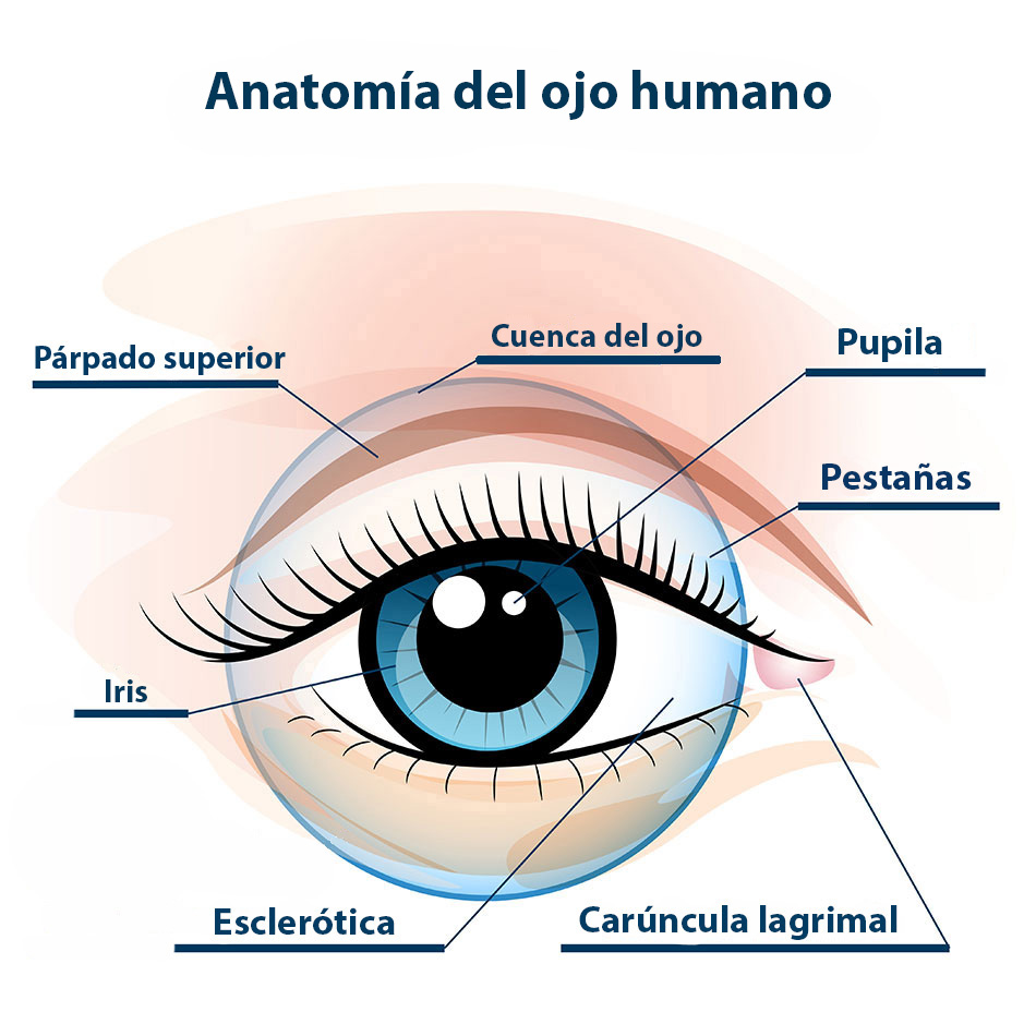 Anatomía del ojo humano