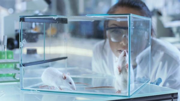 Investigación llevada a cabo en ratones de laboratorio